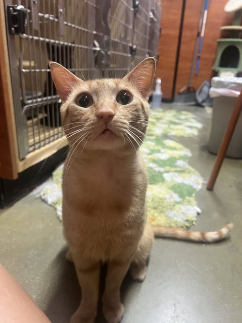 GARFIELD - Domestic Short Hair available for adoption