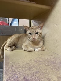 Garfield - Photo 5