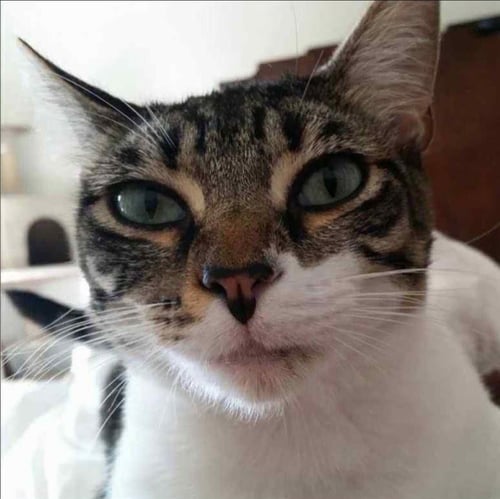 AUDREY - Domestic Short Hair / Tabby available for adoption