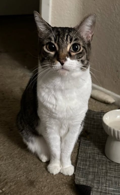Audrey Image
