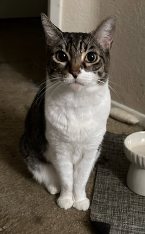 AUDREY - Domestic Short Hair / Tabby available for adoption
