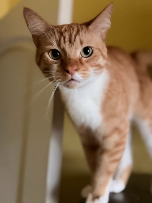 MAXWELL - Domestic Short Hair available for adoption