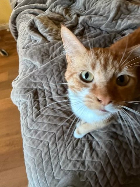 MAXWELL - Domestic Short Hair available for adoption
