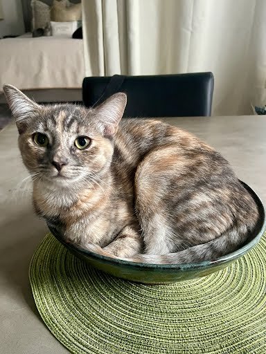 TWIX - Domestic Short Hair / Tortoiseshell available for adoption