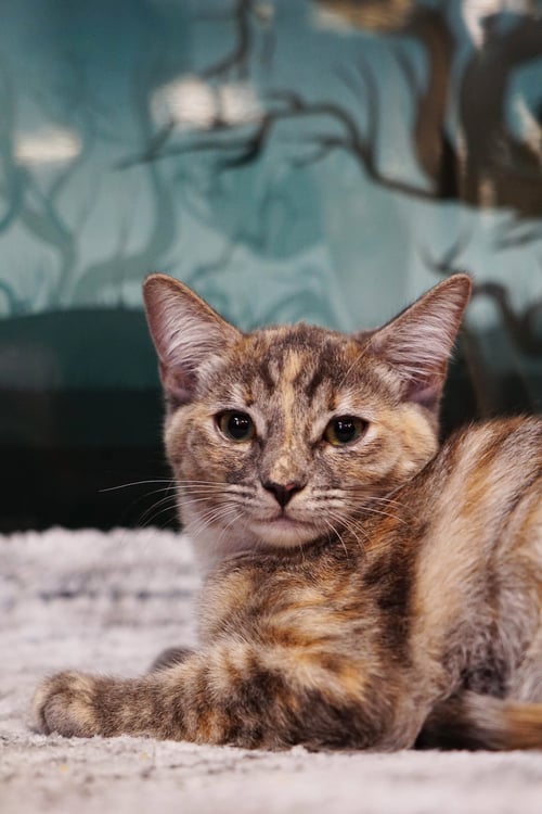 TWIX - Domestic Short Hair / Tortoiseshell available for adoption