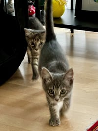 Twix - Photo 9