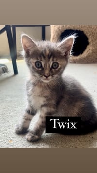 Twix - Photo 7