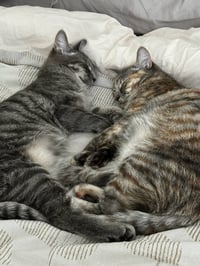 Twix - Photo 3