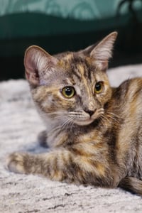 Twix - Photo 5