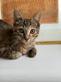 Kanga & Roo - Photo 4