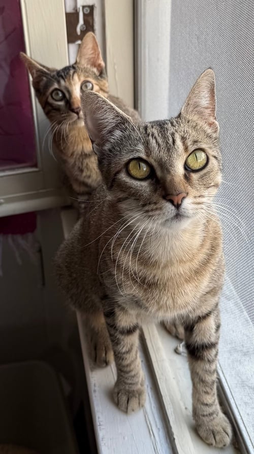 KANGA & ROO - Domestic Short Hair available for adoption