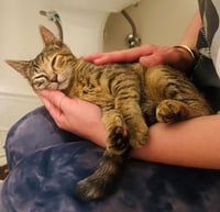 Kanga & Roo - Photo 5