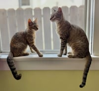 Kanga & Roo - Photo 2