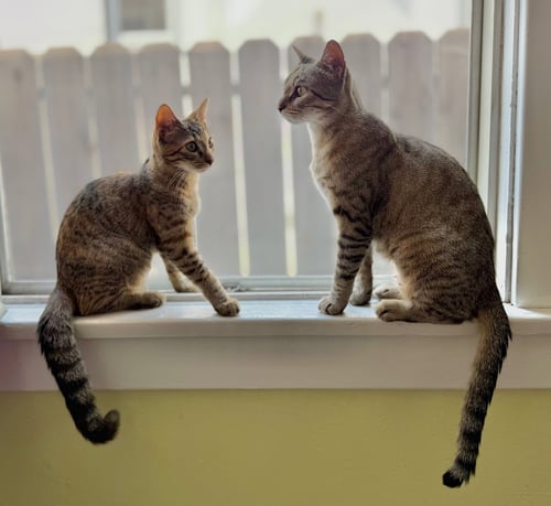 KANGA & ROO - Domestic Short Hair available for adoption