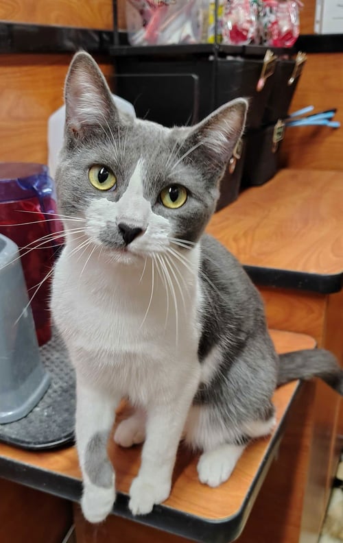 DENALI - Domestic Short Hair available for adoption