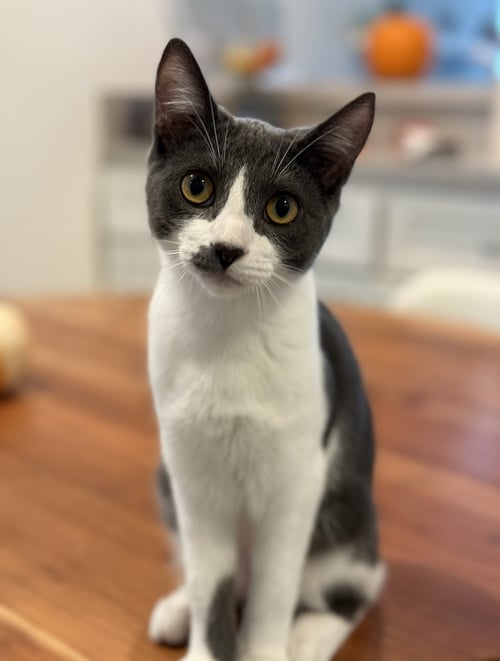 DENALI - Domestic Short Hair available for adoption