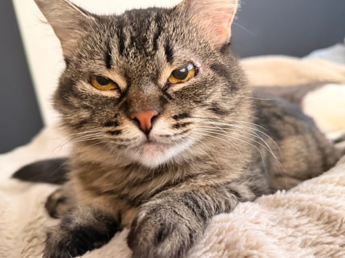 EVELYN (AKA “POPPLE”) - Domestic Short Hair available for adoption