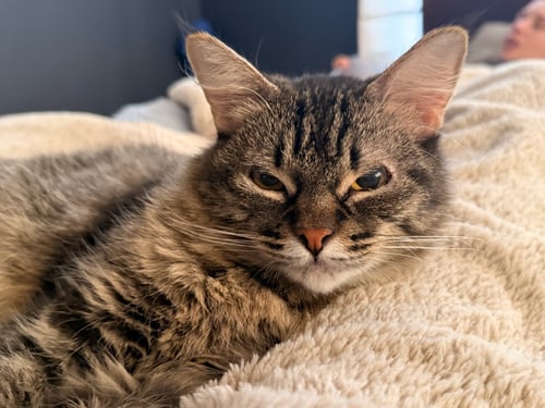 EVELYN (AKA “POPPLE”) - Domestic Short Hair available for adoption