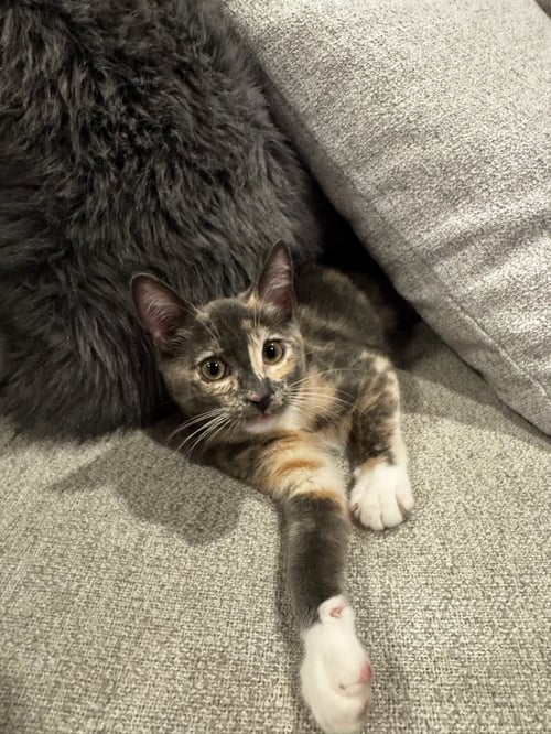 VIRGINIA - Domestic Short Hair available for adoption