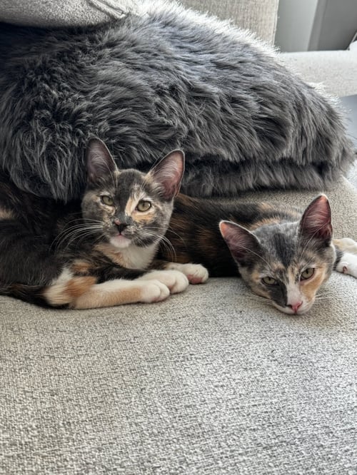 VIRGINIA - Domestic Short Hair available for adoption