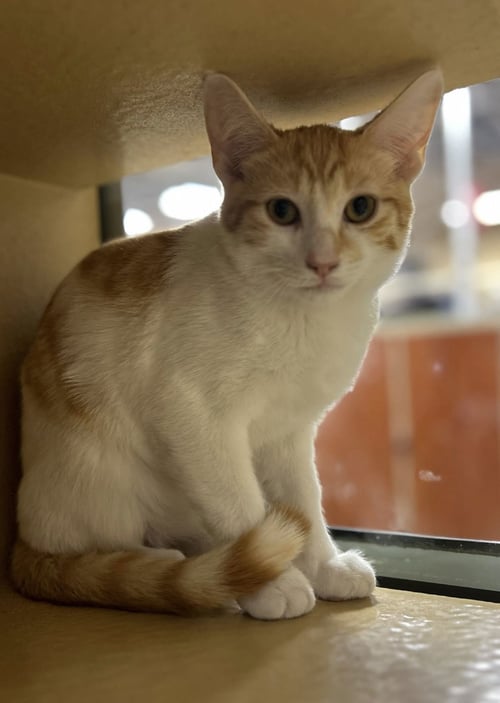 FOXY - Domestic Short Hair available for adoption