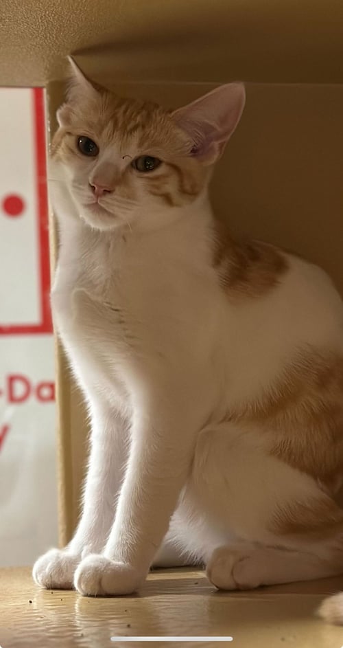 FOXY - Domestic Short Hair available for adoption