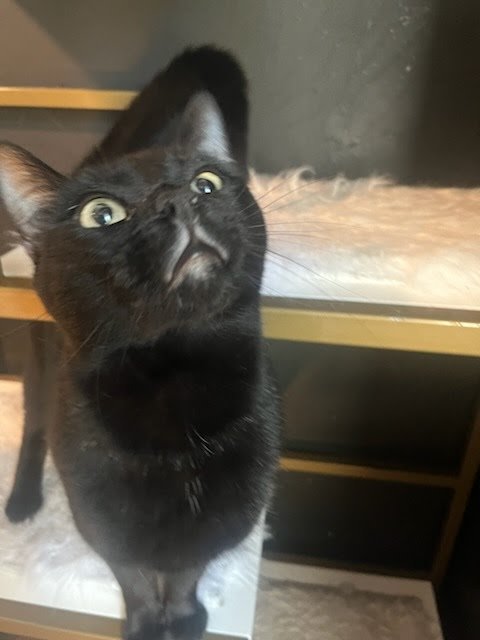 OTIS - Bombay available for adoption