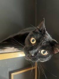 Otis - Photo 5