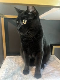 Otis - Photo 3