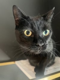 Otis - Photo 4
