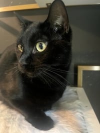 Otis - Photo 6