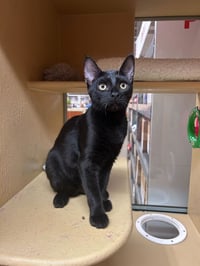 Sugar Bear Lassen - Photo 1