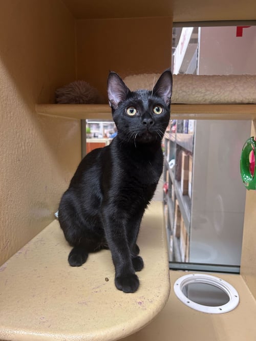 SUGAR BEAR LASSEN - Domestic Short Hair / Bombay available for adoption