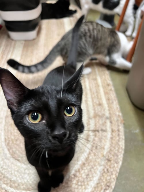 SUGAR BEAR LASSEN - Domestic Short Hair / Bombay available for adoption