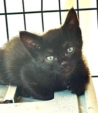 Sugar Bear Lassen - Photo 4