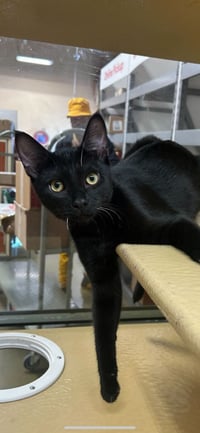 Sugar Bear Lassen - Photo 5