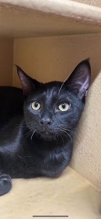 Sugar Bear Lassen - Photo 6