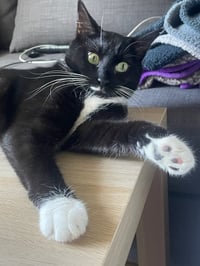 Pearl - Photo 2