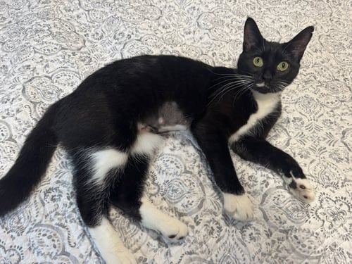 PEARL - Domestic Short Hair available for adoption