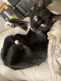 Pearl - Photo 6