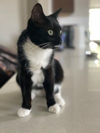 Pearl - Photo 4