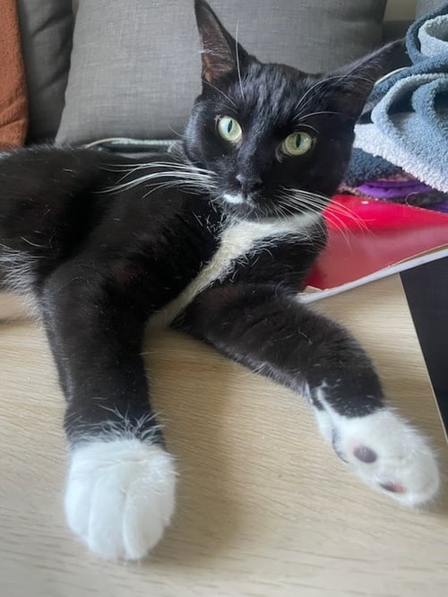 PEARL - Domestic Short Hair available for adoption