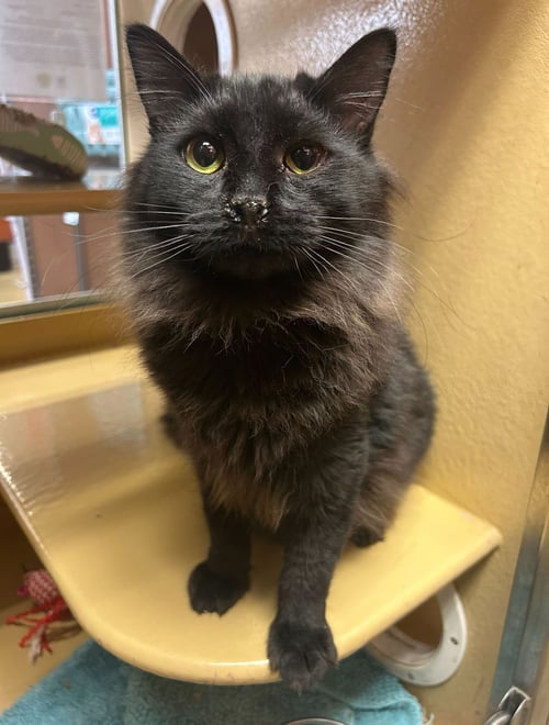 DIM SUM - Domestic Long Hair available for adoption