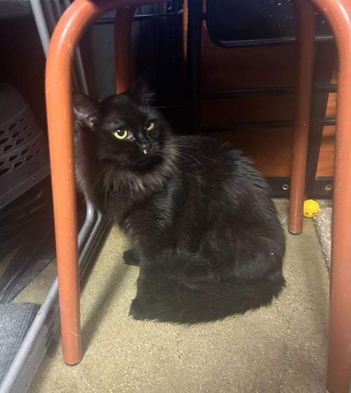 DIM SUM - Domestic Long Hair available for adoption