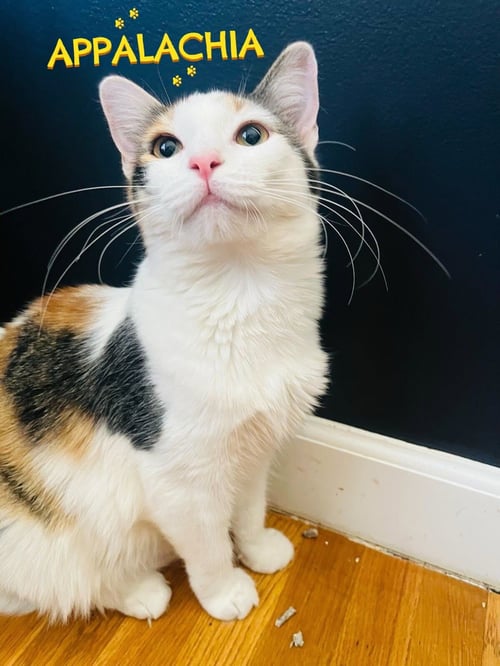 APPALACHIA - Domestic Short Hair / Calico available for adoption