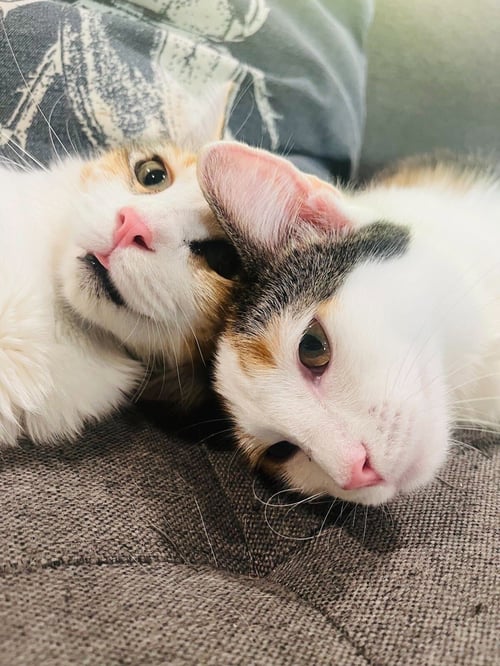 APPALACHIA - Domestic Short Hair / Calico available for adoption