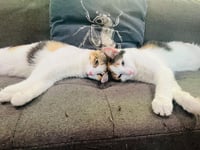 Appalachia - Photo 3