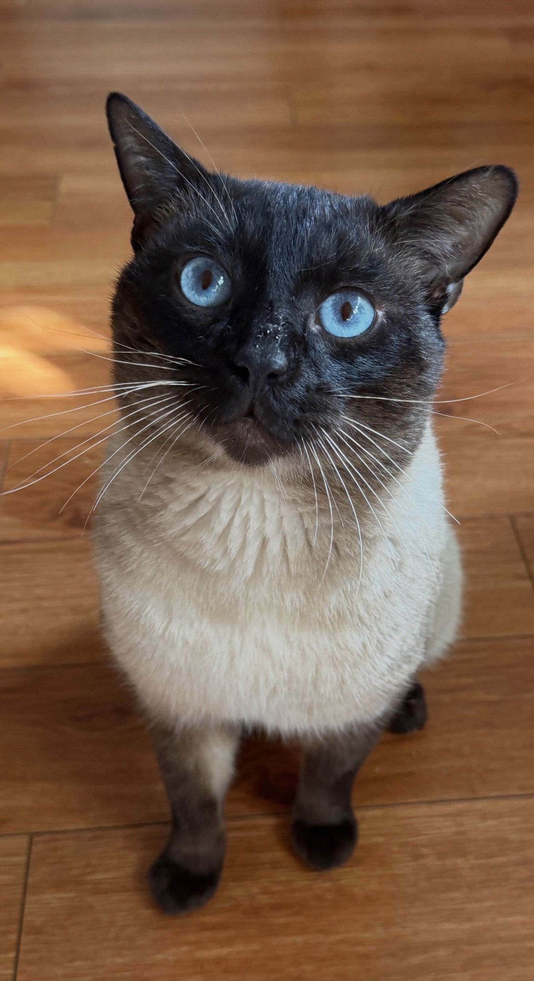 JOHNNIE - Siamese available for adoption