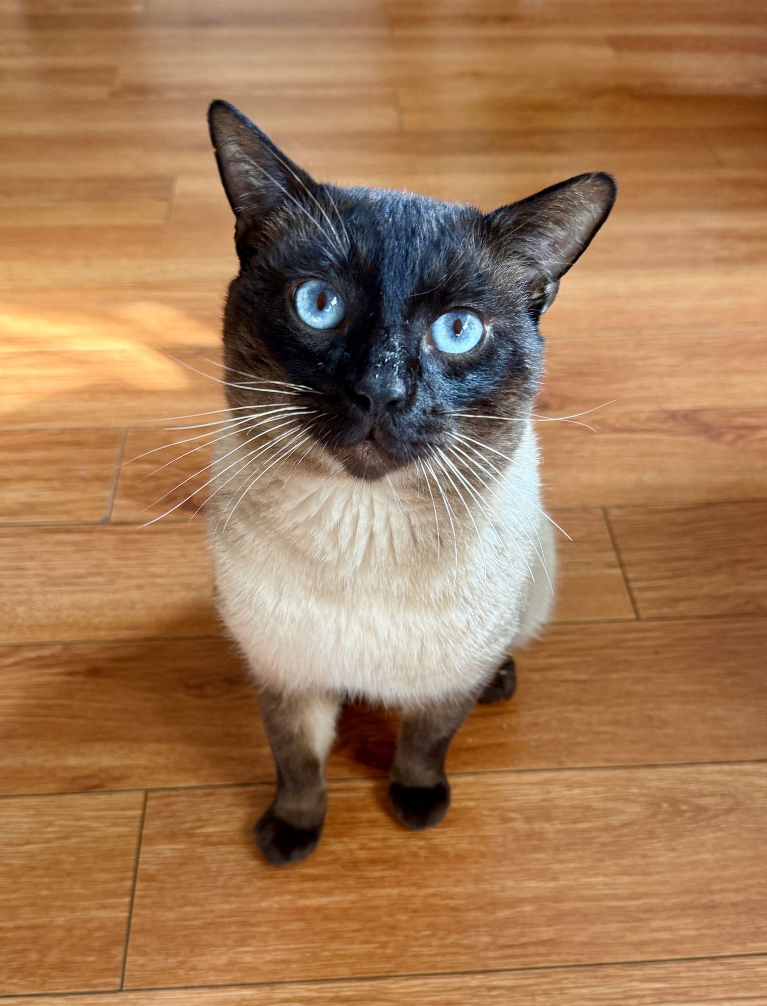 JOHNNIE - Siamese available for adoption