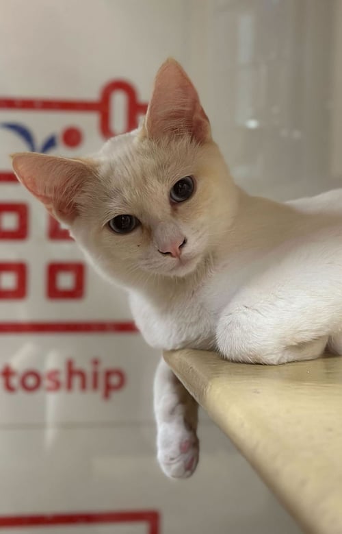 TICO - Siamese available for adoption